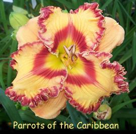 Photo of Daylily (Hemerocallis 'Parrots of the Caribbean') uploaded by Calif_Sue