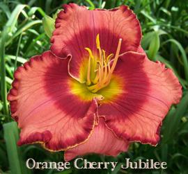 Photo of Daylily (Hemerocallis 'Orange Cherry Jubilee') uploaded by Calif_Sue