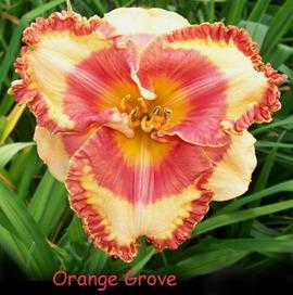 Photo of Daylily (Hemerocallis 'Orange Grove') uploaded by Calif_Sue