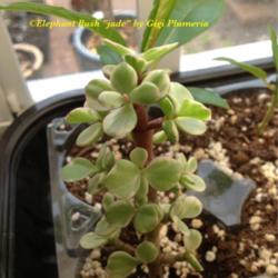 Location: Tampa, Florida
Date: Spring 2013
Just one of my few rescue variegated Jade plant.