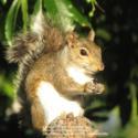 Keep Squirrels out of Feeders