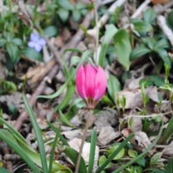 Location: My Northeastern Indiana Gardens - Zone 5b
Date: 2013-04-10