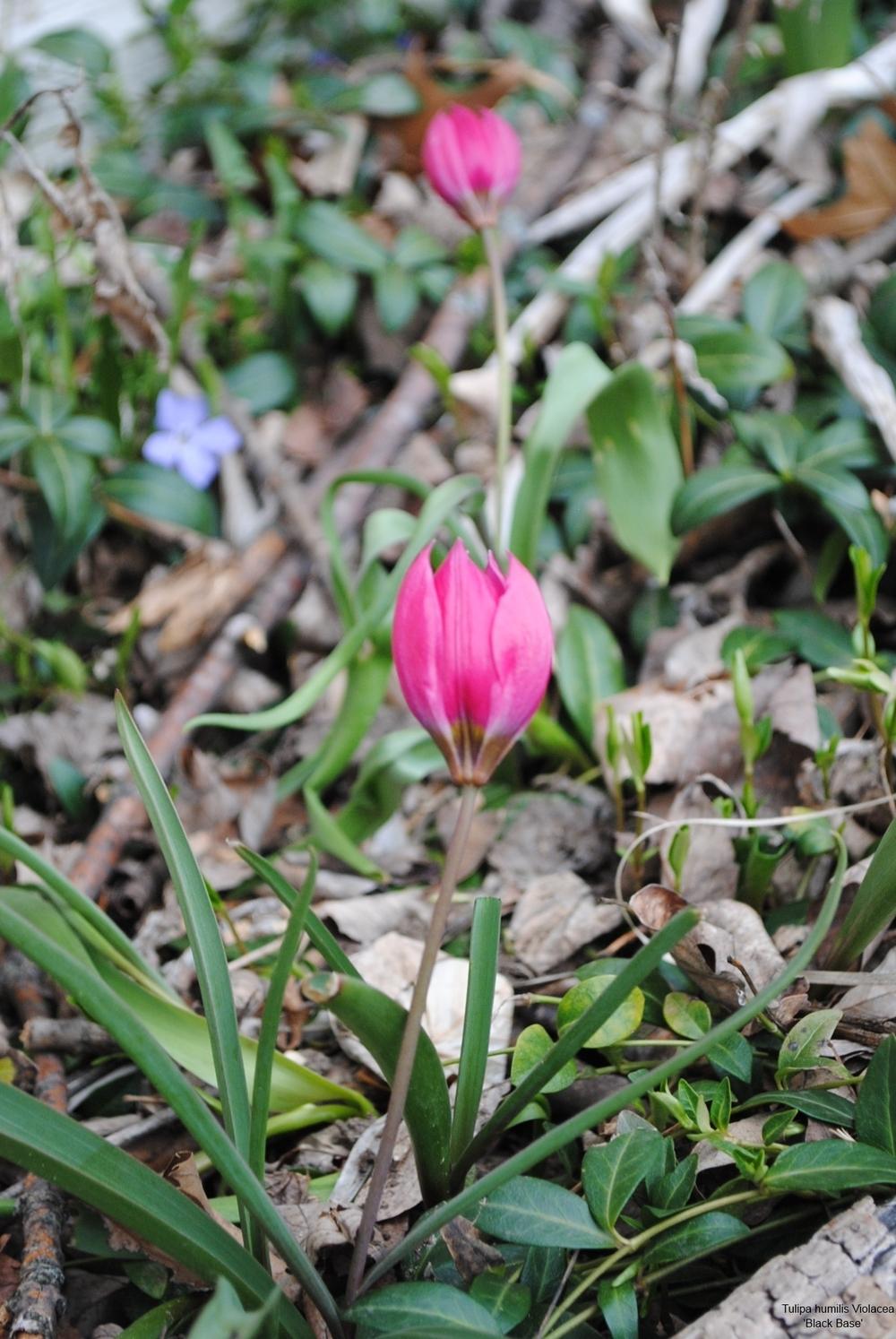 Photo of Species Tulip (Tulipa humilis var. violacea 'Black Base') uploaded by chelle