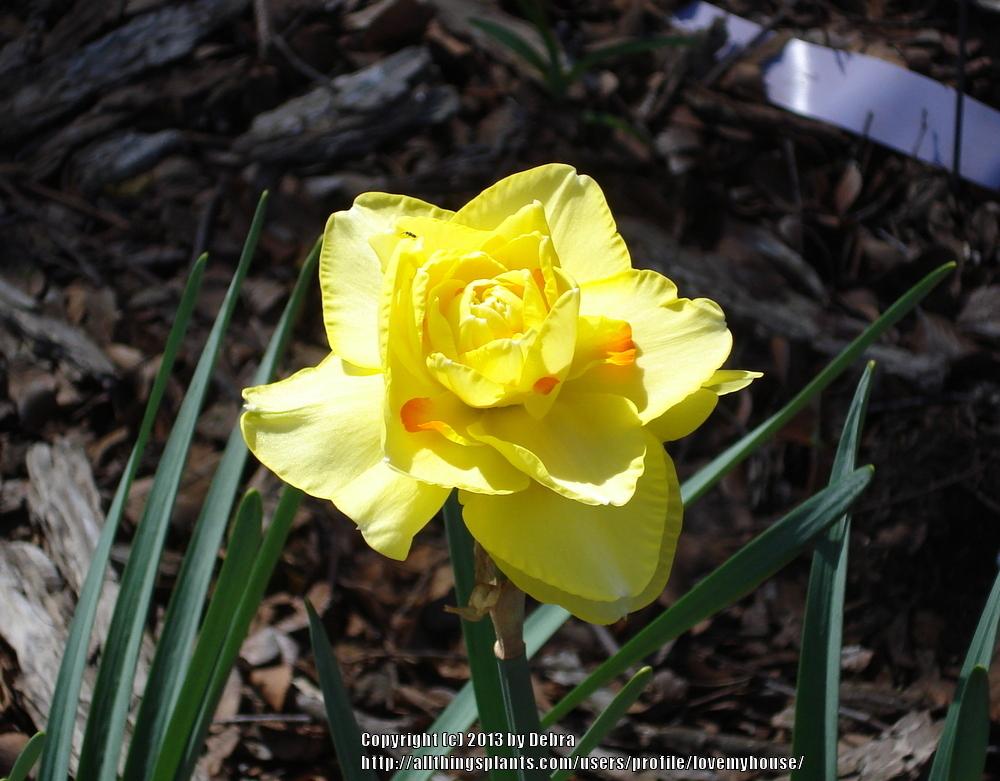 Photo of Daffodils (Narcissus) uploaded by lovemyhouse
