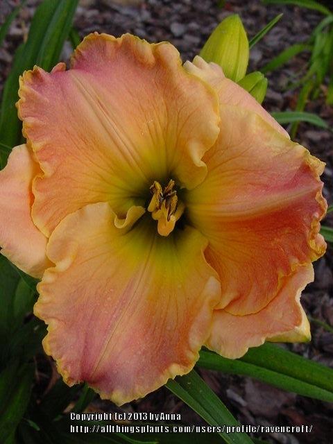 Photo of Daylily (Hemerocallis 'Love in the Library') uploaded by RavenCroft