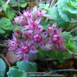 Location: In my garden - San Joaquin County, CA
Date: 2013-04-10
Close-up of Sedum sieboldii in bloom