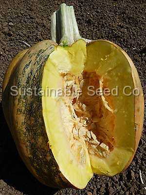 Photo of Pumpkin (Cucurbita pepo 'Americana Tonda') uploaded by vic
