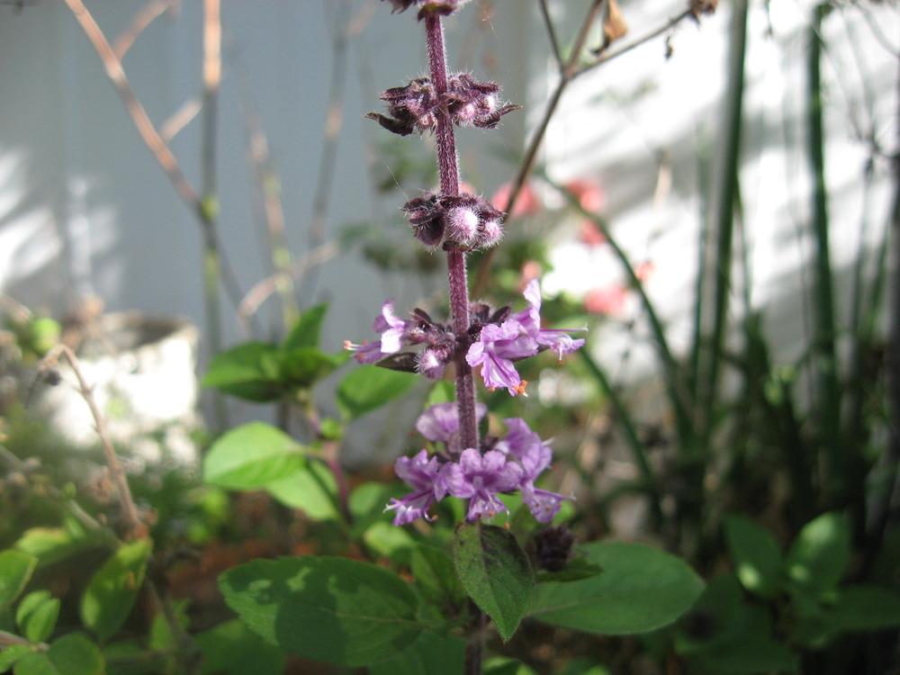 Photo of African Blue Basil (Ocimum 'African Blue') uploaded by wcgypsy