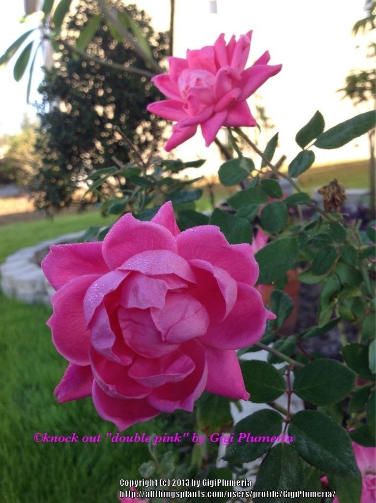 Photo of Rose (Rosa 'Pink Double Knock Out') uploaded by GigiPlumeria