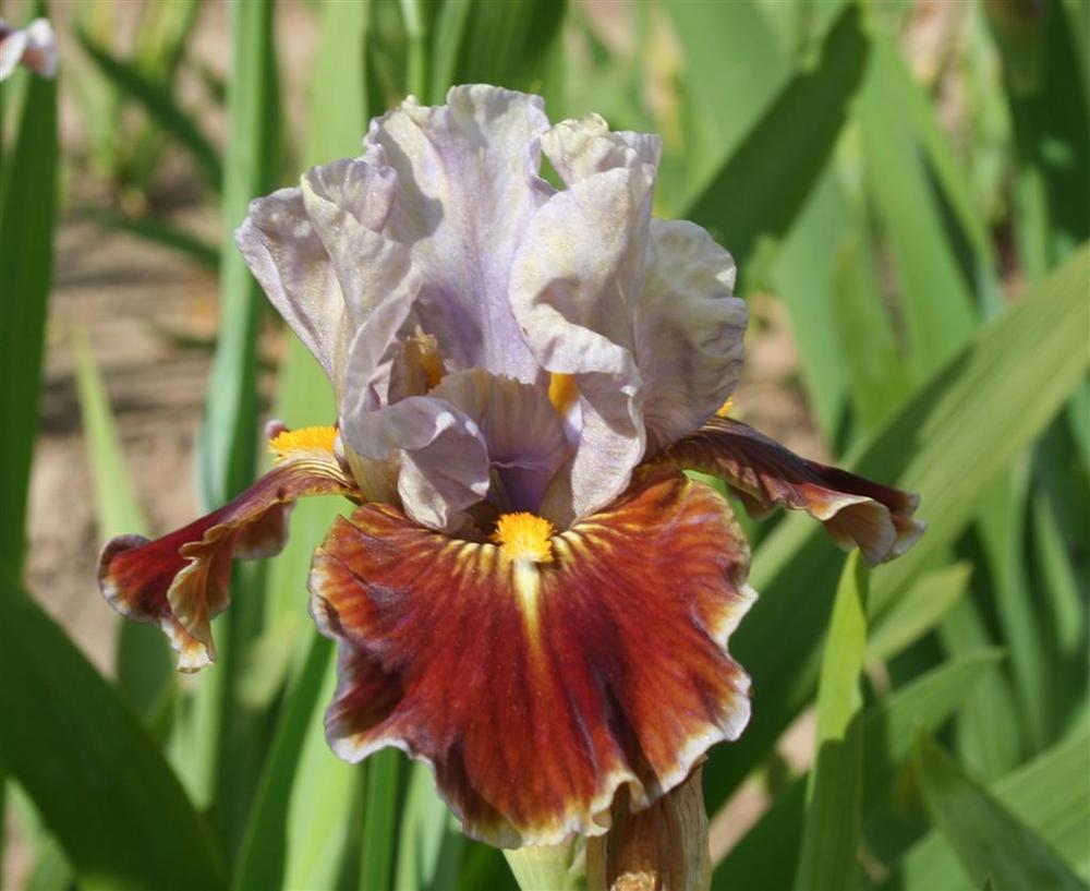 Photo of Intermediate Bearded Iris (Iris 'Man's Best Friend') uploaded by KentPfeiffer