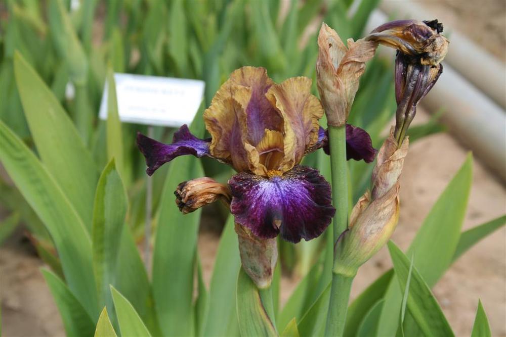 Photo of Intermediate Bearded Iris (Iris 'Parting Glances') uploaded by KentPfeiffer