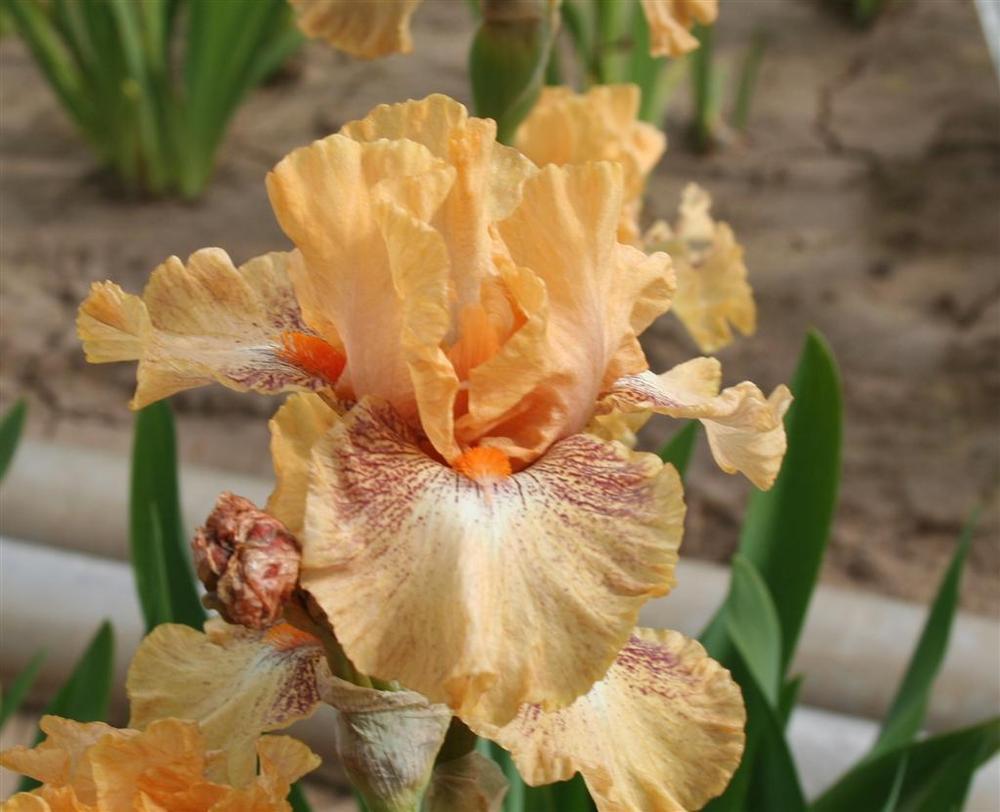 Photo of Intermediate Bearded Iris (Iris 'Persnickety') uploaded by KentPfeiffer