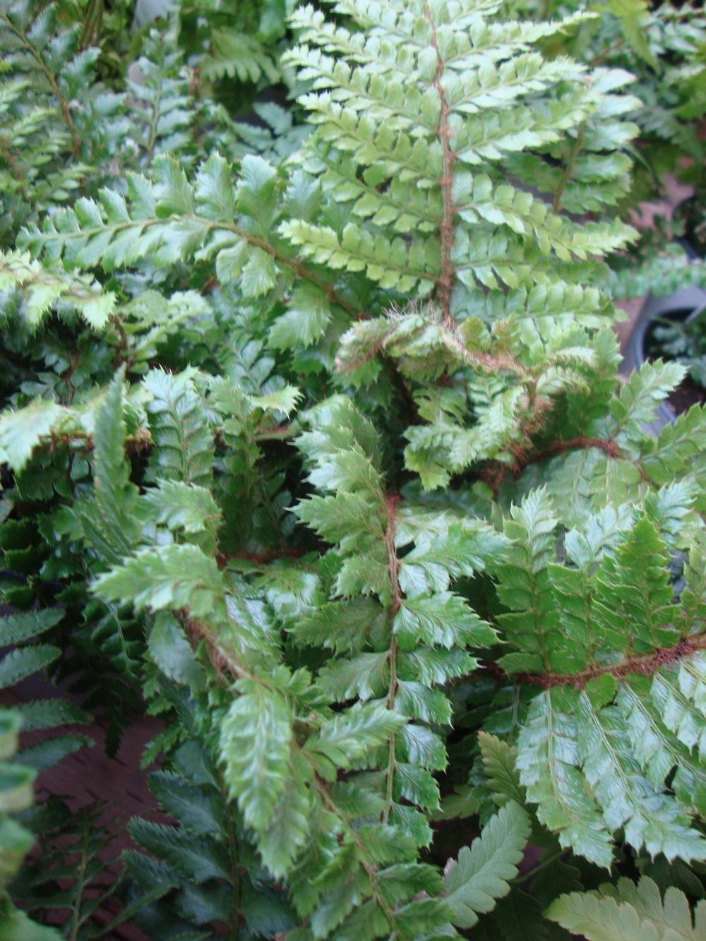 Photo of Japanese Lace Fern (Polystichum polyblepharum) uploaded by Paul2032