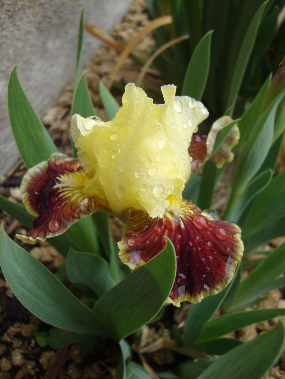Photo of Standard Dwarf Bearded Iris (Iris 'Radioactive') uploaded by Paul2032