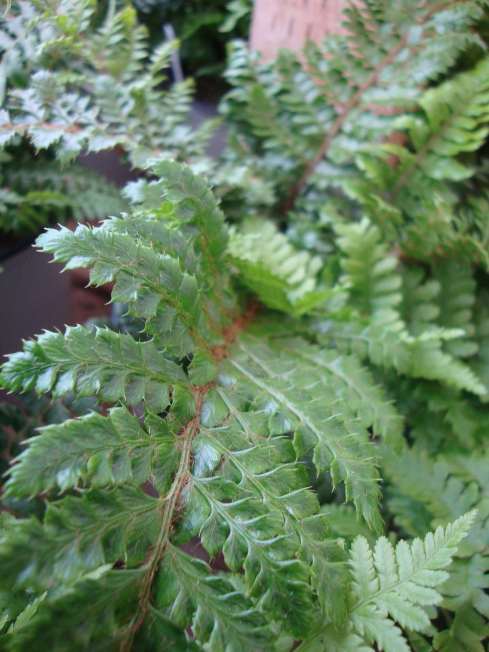 Photo of Japanese Lace Fern (Polystichum polyblepharum) uploaded by Paul2032