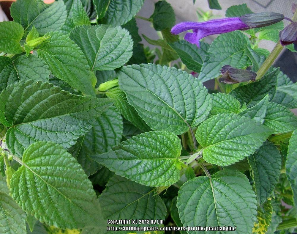 Photo of Salvias (Salvia) uploaded by plantladylin