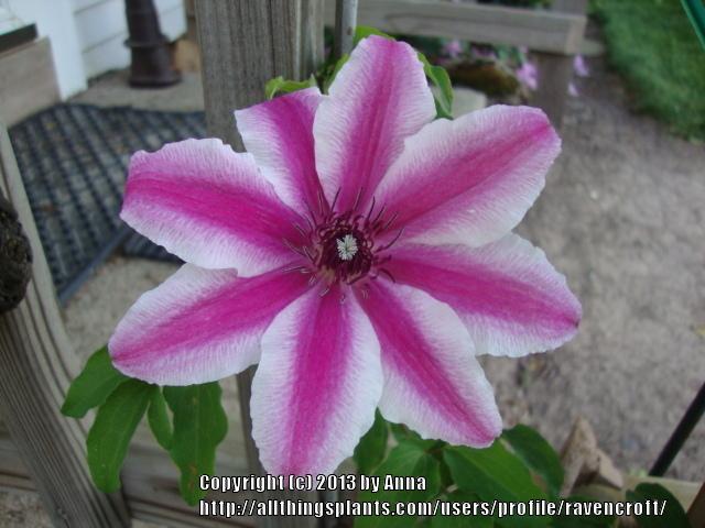 Photo of Clematis 'Nelly Moser' uploaded by RavenCroft