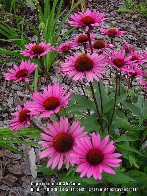 Photo of Coneflower (Echinacea 'Fatal Attraction') uploaded by RavenCroft