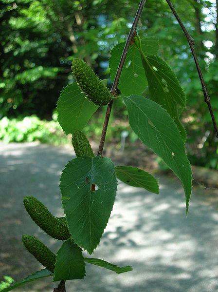 Photo of Sweet Birch (Betula lenta) uploaded by robertduval14