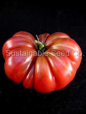 Photo of Tomato (Solanum lycopersicum 'Purple Calabash') uploaded by vic