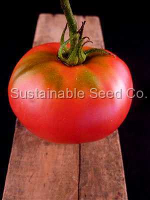 Photo of Tomato (Solanum lycopersicum 'Traveler') uploaded by vic