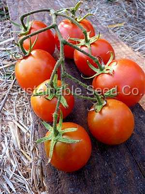 Photo of Tomato (Solanum lycopersicum 'Bulgarian Triumph') uploaded by vic