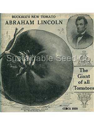 Photo of Tomato (Solanum lycopersicum 'Abraham Lincoln') uploaded by vic