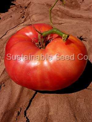 Photo of Tomato (Solanum lycopersicum 'Mortgage Lifter') uploaded by vic