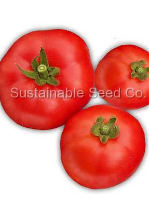 Photo of Tomato (Solanum lycopersicum 'Oregon Spring') uploaded by vic