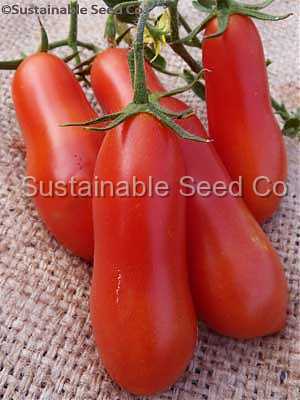 Photo of Tomato (Solanum lycopersicum 'Roma') uploaded by vic