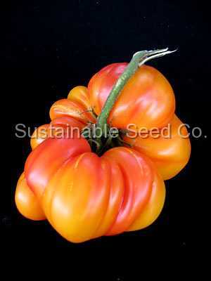 Photo of Tomato (Solanum lycopersicum 'Striped German') uploaded by vic