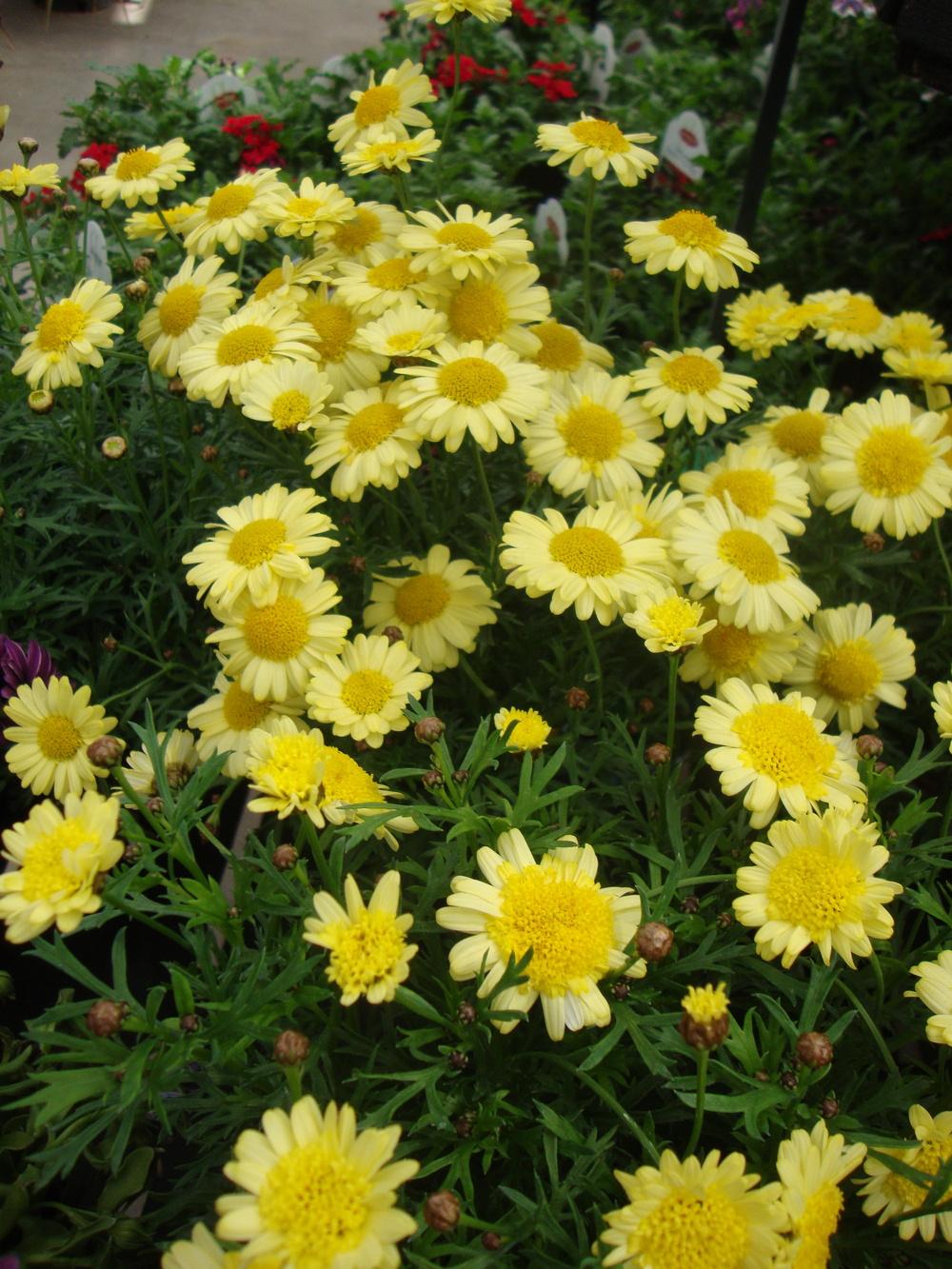 Photo of Marguerite Daisy (Argyranthemum frutescens Madeira™ Crested Yellow) uploaded by Paul2032
