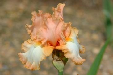 Photo of Tall Bearded Iris (Iris 'Barbara My Love') uploaded by eclayne