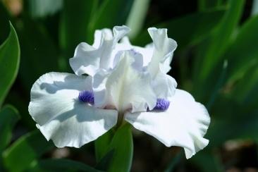 Photo of Standard Dwarf Bearded Iris (Iris 'Bluebeard's Ghost') uploaded by eclayne