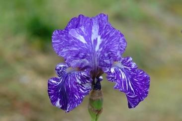 Photo of Border Bearded Iris (Iris 'Batik') uploaded by eclayne