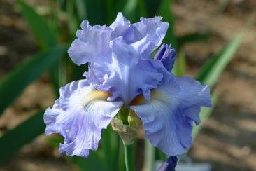 Photo of Tall Bearded Iris (Iris 'Babbling Brook') uploaded by eclayne