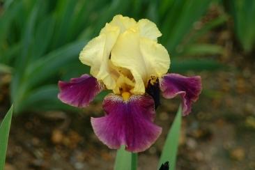 Photo of Tall Bearded Iris (Iris 'Blatant') uploaded by eclayne
