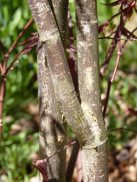 Photo of Japanese Maple (Acer palmatum var. amoenum 'Bloodgood') uploaded by fiwit