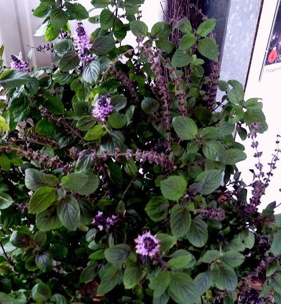 Photo of African Blue Basil (Ocimum 'African Blue') uploaded by robertduval14
