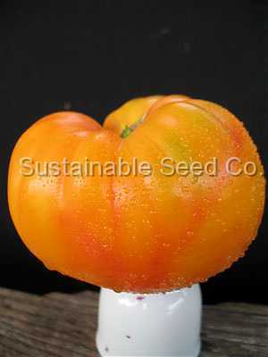 Photo of Tomato (Solanum lycopersicum 'Old German') uploaded by vic