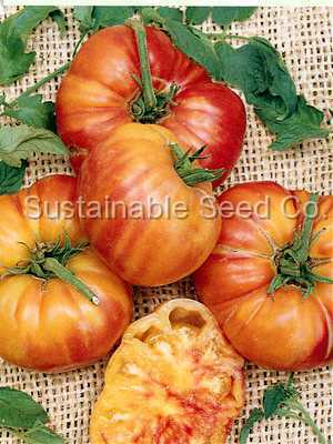 Photo of Tomato (Solanum lycopersicum 'Big Rainbow') uploaded by vic