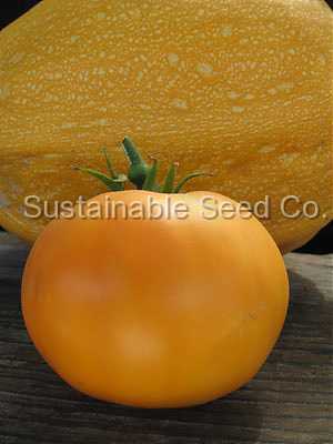 Photo of Tomato (Solanum lycopersicum 'Kellogg's Breakfast') uploaded by vic