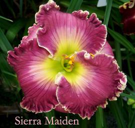 Photo of Daylily (Hemerocallis 'Sierra Maiden') uploaded by Calif_Sue