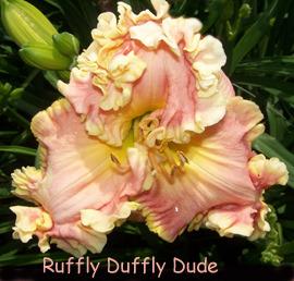 Photo of Daylily (Hemerocallis 'Ruffly Duffly Dude') uploaded by Calif_Sue