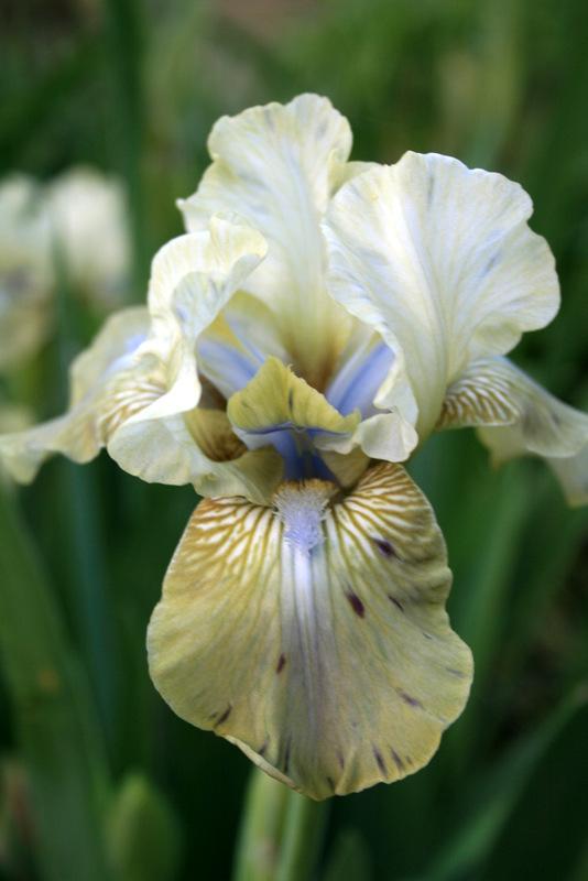 Photo of Intermediate Bearded Iris (Iris 'Sue Zee') uploaded by Calif_Sue