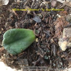 Location: Tampa, Florida
Date: April 2013
My first echevaria chroma baby plant from a leaf of the mother pl