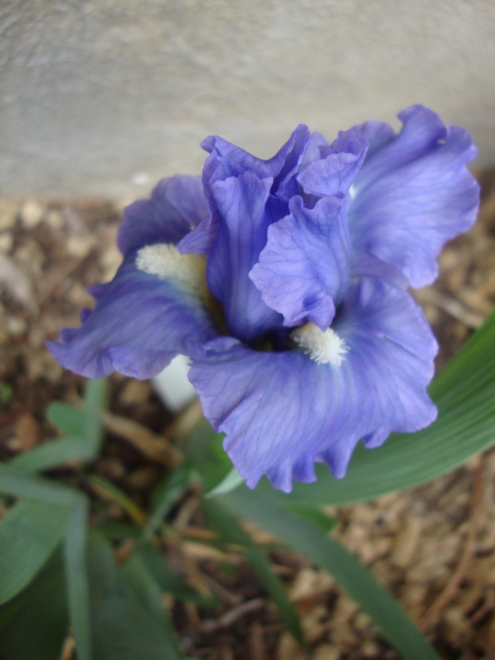 Photo of Standard Dwarf Bearded Iris (Iris 'Microwave') uploaded by Paul2032