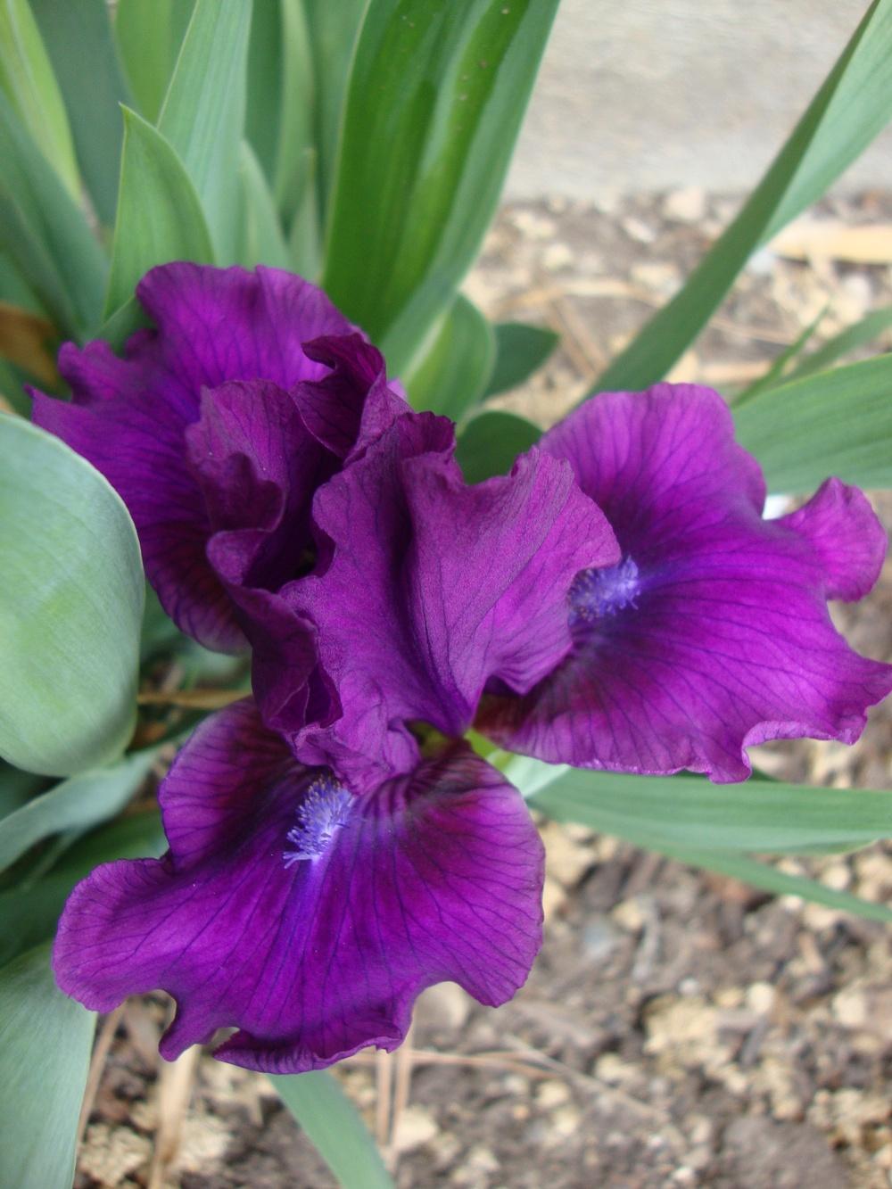 Photo of Standard Dwarf Bearded Iris (Iris 'Bourgeois') uploaded by Paul2032