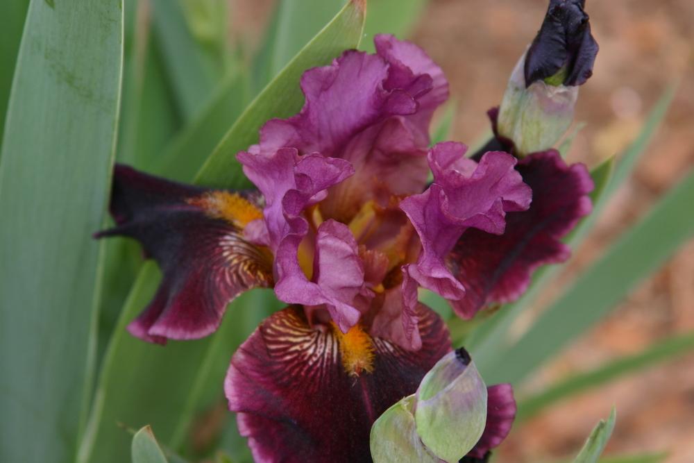 Photo of Border Bearded Iris (Iris 'Autumn Wine') uploaded by Trish