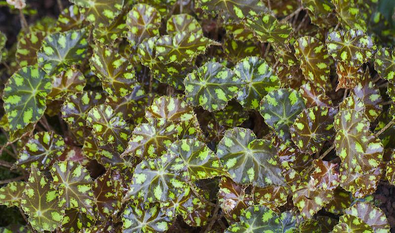 Photo of Hybrid Tuberous Begonia (Begonia x tuberhybrida) uploaded by robertduval14